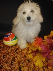 Bichon Frise Puppy for sale in PLYMOUTH, IN, USA