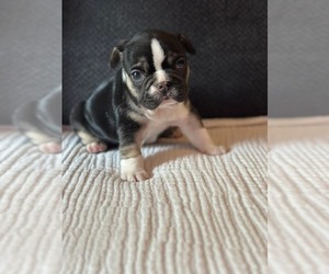 French Bulldog Litter for sale in VANCOUVER, WA, USA