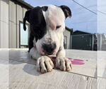 Small #21 American Pit Bull Terrier Mix