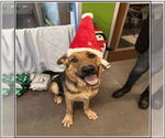 Small German Shepherd Dog-Great Dane Mix