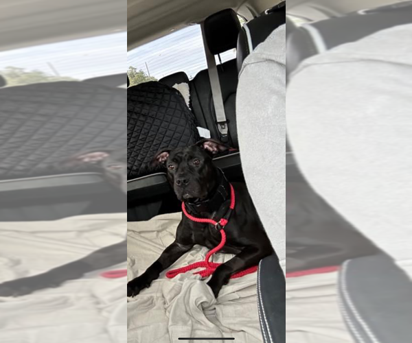 Medium Photo #2 American Pit Bull Terrier-Presa Canario Mix Puppy For Sale in West Palm Beach, FL, USA