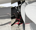 Small #1 American Pit Bull Terrier-Presa Canario Mix