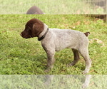 Puppy Black German Shorthaired Pointer-German Wirehaired Pointer Mix
