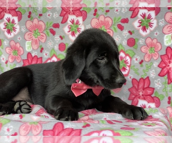 Medium Photo #3 Shepradors Puppy For Sale in LANCASTER, PA, USA