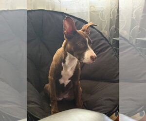 American Pit Bull Terrier-Unknown Mix Dogs for adoption in Germantown, OH, USA