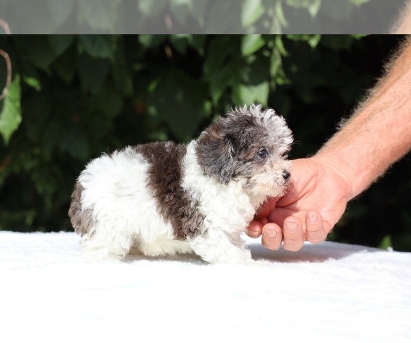 Medium Photo #5 Goldendoodle (Miniature) Puppy For Sale in DYERSBURG, TN, USA