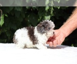 Small #4 Goldendoodle (Miniature)