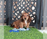 Small #2 Dachshund