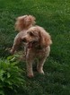 Small Photo #1 Goldendoodle (Miniature) Puppy For Sale in MANSFIELD, OH, USA