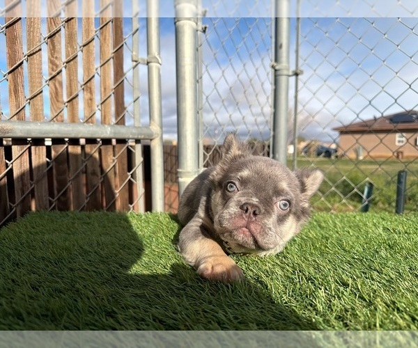 Medium Photo #16 French Bulldog Puppy For Sale in LITITZ, PA, USA