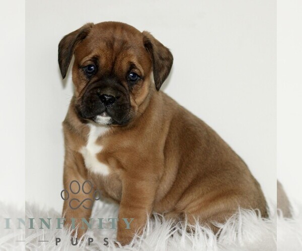 Medium Photo #4 Boxador Puppy For Sale in NEW HOLLAND, PA, USA