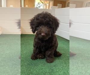Goldendoodle (Miniature) Puppy for sale in BULLARD, TX, USA