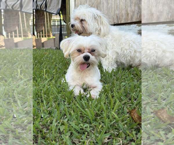 Medium Photo #4 Maltese Puppy For Sale in Dumont, NJ, USA