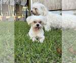 Small #3 Maltese