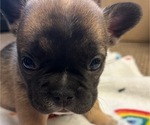 Small Photo #2 French Bulldog Puppy For Sale in LUBBOCK, TX, USA