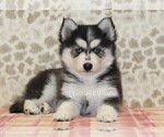 Small Pomsky