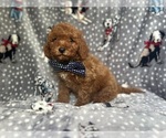 Small #1 Cavapoo