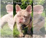 Small Photo #4 French Bulldog Puppy For Sale in PLACERVILLE, CA, USA
