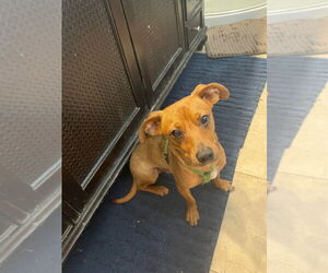 Dachshund-Unknown Mix Dogs for adoption in Portland, IN, USA