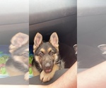 Small Photo #4 German Shepherd Dog Puppy For Sale in COLUMBUS, IN, USA