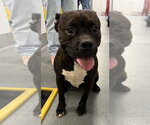 Small Mutt