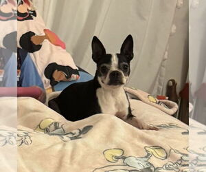 Boston Terrier-Unknown Mix Dogs for adoption in Chico, CA, USA