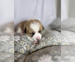 Small #9 Pembroke Welsh Corgi