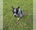 Small #1 Australian Cattle Dog