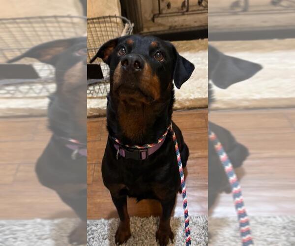 Medium Photo #1 Rottweiler Puppy For Sale in San Antonio, TX, USA