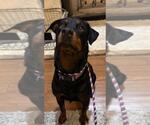 Small Rottweiler
