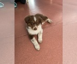 Small Photo #1 Australian Shepherd Puppy For Sale in PARAMOUNT, CA, USA