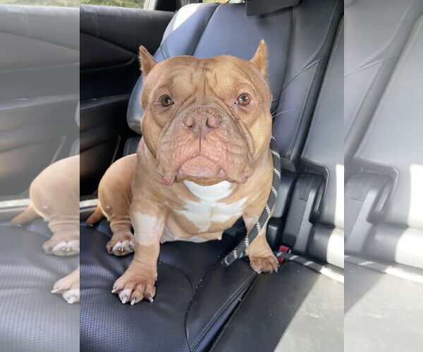 Medium Photo #7 American Staffordshire Terrier-Unknown Mix Puppy For Sale in Derwood, MD, USA