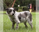 Small #2 Mutt