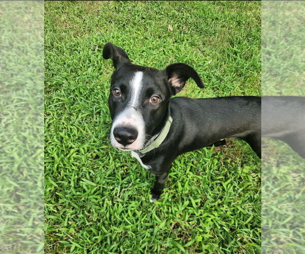 Medium Photo #1 Labrador Retriever-Unknown Mix Puppy For Sale in Raleigh, NC, USA