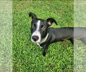 Medium Labrador Retriever Mix
