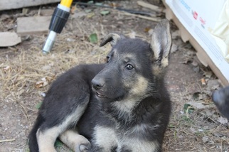 German Shepherd Dog Puppy for sale in MOODY, MO, USA