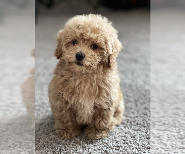 Medium Photo #1 Poodle (Miniature) Puppy For Sale in PARAGON, IN, USA