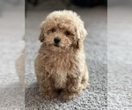 Small Photo #1 Poodle (Miniature) Puppy For Sale in PARAGON, IN, USA