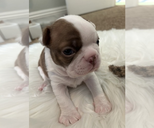 Medium Photo #1 Boston Terrier Puppy For Sale in HUNTINGTON BEACH, CA, USA