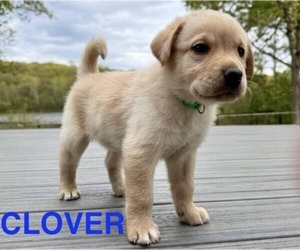 Labrador Retriever Puppy for sale in EAGAN, MN, USA