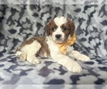 Small #7 Cavapoo