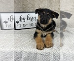Small #3 German Shepherd Dog