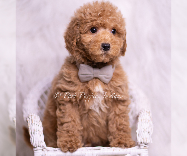 Medium Photo #81 Goldendoodle (Miniature) Puppy For Sale in WARSAW, IN, USA
