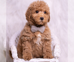 Small Photo #81 Goldendoodle (Miniature) Puppy For Sale in WARSAW, IN, USA