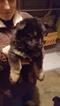 Small Photo #2 German Shepherd Dog Puppy For Sale in ELGIN, SC, USA