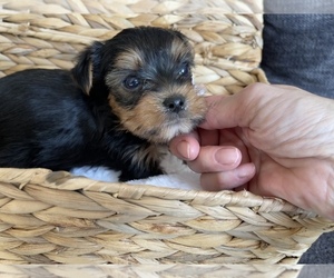 Yorkshire Terrier Puppy for sale in FENTON, MI, USA