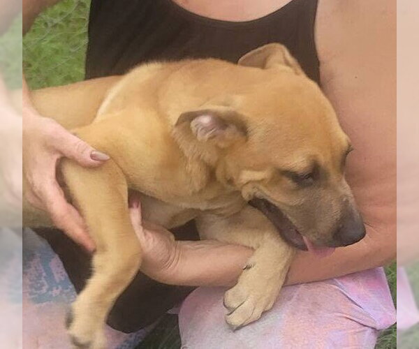 Medium Photo #4 Mutt Puppy For Sale in FRAMINGHAM, MA, USA