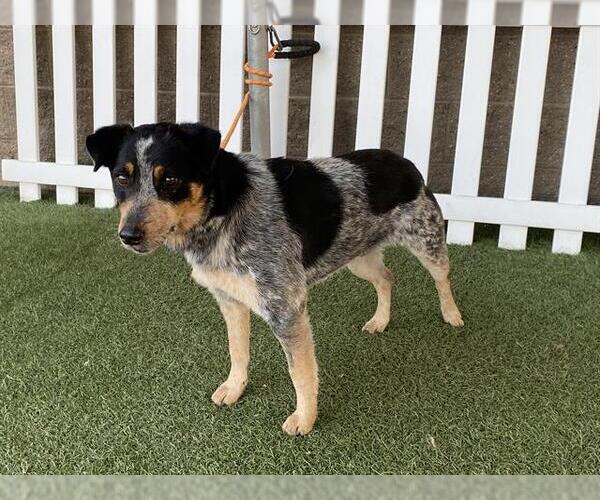 Medium Photo #1 Texas Heeler Puppy For Sale in Modesto, CA, USA
