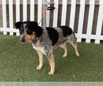 Small Texas Heeler