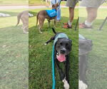 Small #8 American Pit Bull Terrier Mix